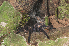 Chilobrachys