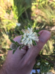 Lasiosiphon calocephalus