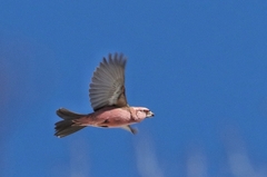 Red-Mantled Rosefinch photo 3