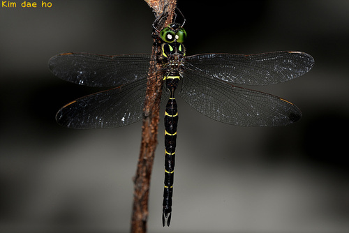 Boyeria maclachlani