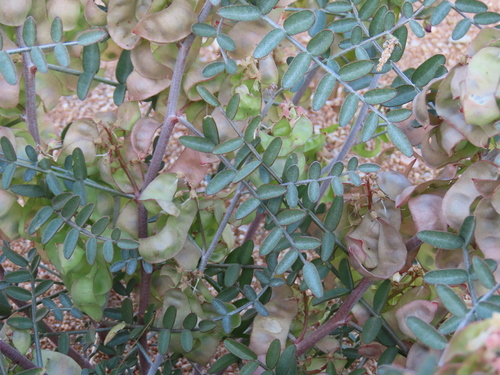 Image of Lessertia benguellensis by no rights reserved