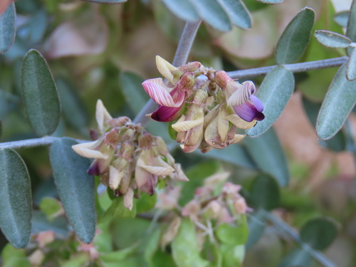 Image of Benguelan Bubblepod (Lessertia benguellensis) by no rights reserved