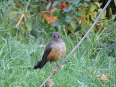 Turdus abyssinicus