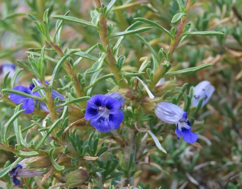 Image of Aptosimum spinescens by no rights reserved