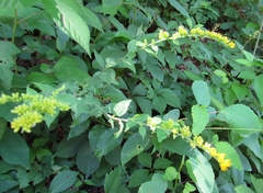 Solidago sphacelata
