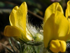 Lotononis involucrata