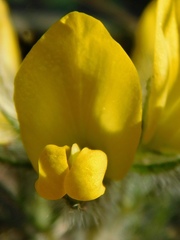 Lotononis involucrata