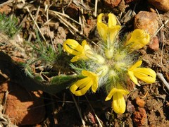 Lotononis involucrata