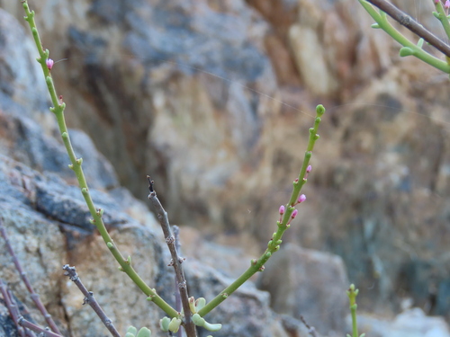 Portulacaria fruticulosa