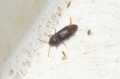 Agriotes obscurus