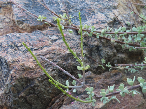 Portulacaria fruticulosa