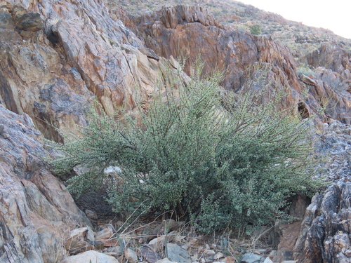 Portulacaria fruticulosa