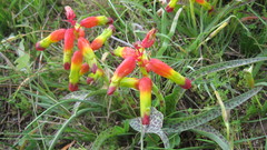 Lachenalia quadricolor