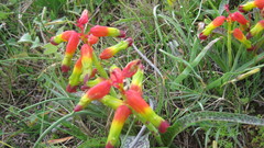Lachenalia quadricolor