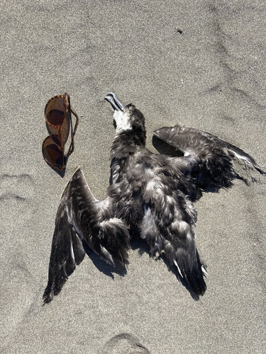 Buller's Shearwater