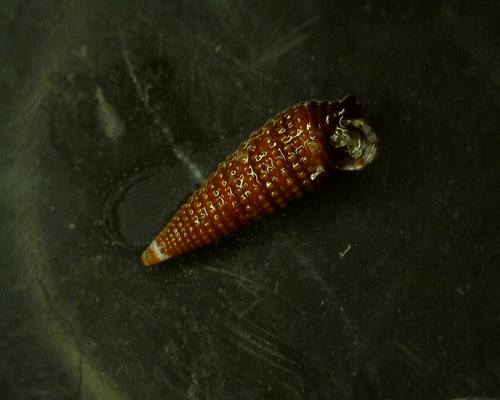 Similiphora similior