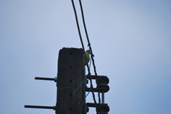 Forpus crassirostris