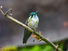 Lampornis viridipallens