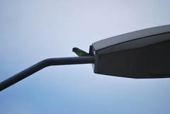 Forpus crassirostris