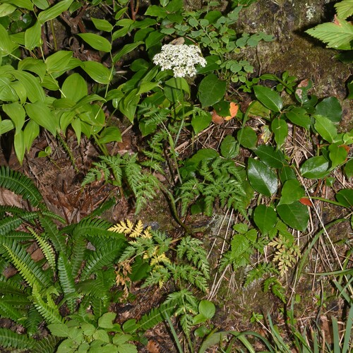 Image of Conioselinum gmelinii by (c) Gabriel Campbell-Martinez, some rights reserved (CC BY)