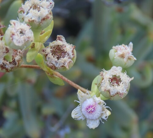 Image of Stoeberia gigas by no rights reserved