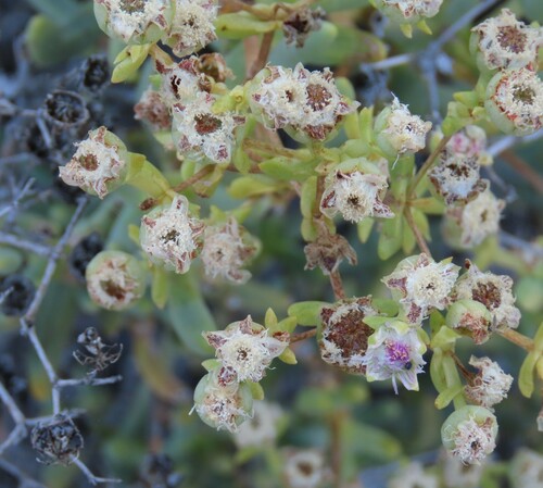 Image of Stoeberia gigas by no rights reserved