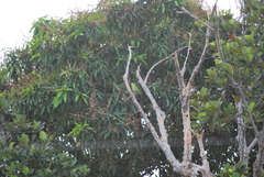 Brotogeris sanctithomae