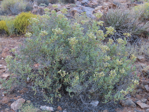 Image of Stoeberia gigas by no rights reserved