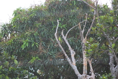 Brotogeris sanctithomae