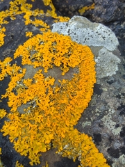 Xanthoria aureola