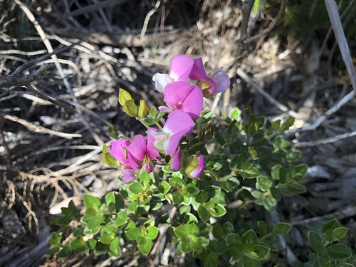 Image of Podalyria argentea by (c) Caroline Voget, some rights reserved (CC BY)