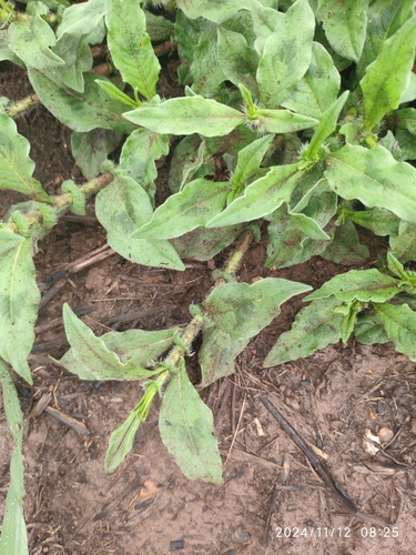 Knotweed (Persicaria limbata)