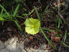 Cienfuegosia yucatanensis