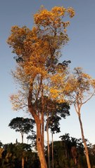 Handroanthus serratifolius