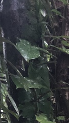 Monstera tuberculata