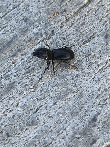 Big-headed Ground Beetle photo 6