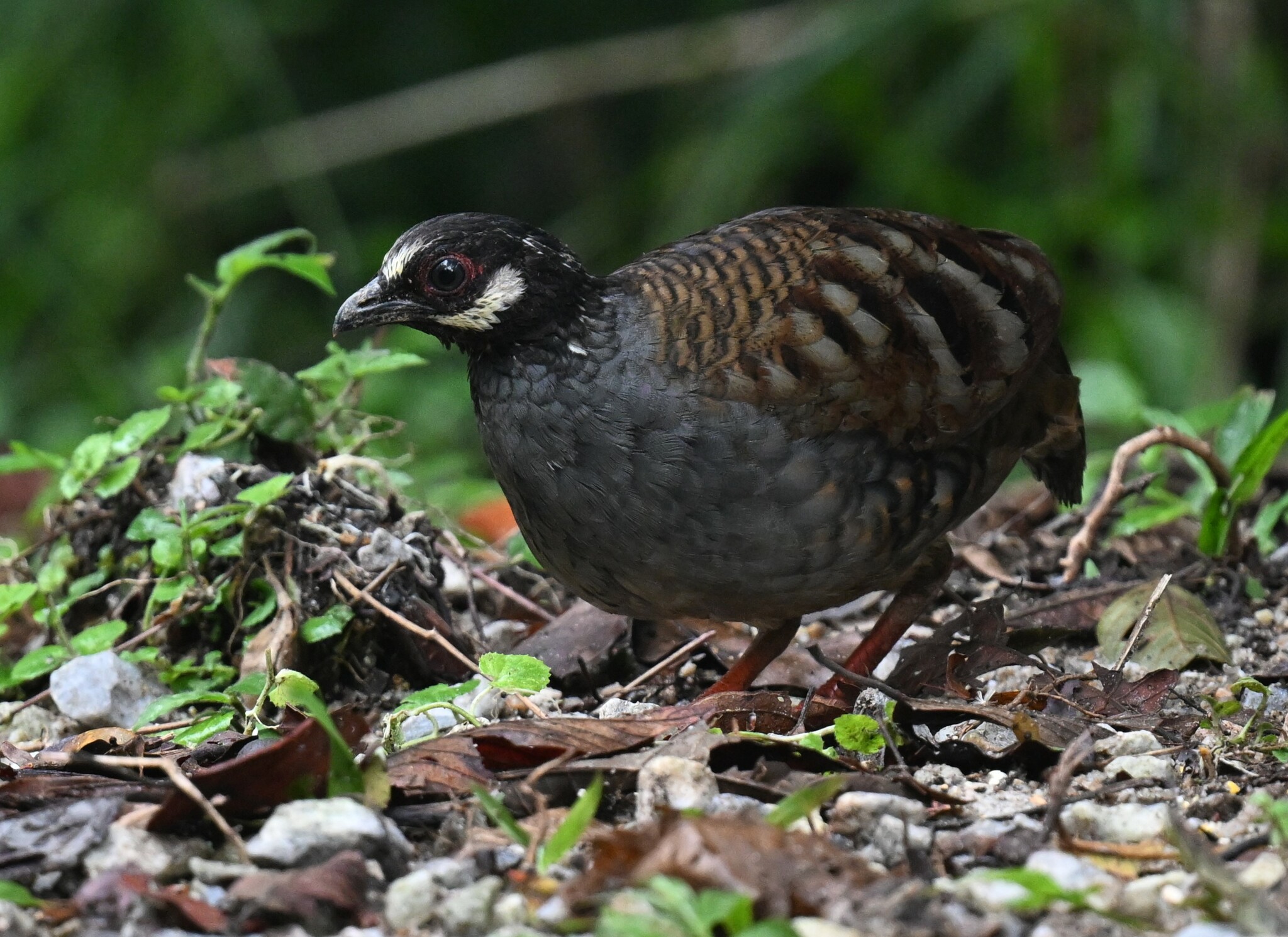 Malayan Partridge (Arborophila campbelli), photo 4