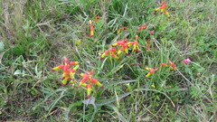 Lachenalia quadricolor