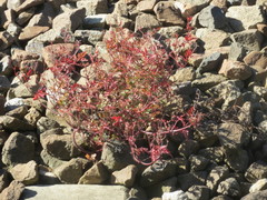 Geranium robertianum