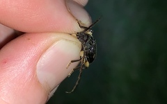 Tylonotus bimaculatus