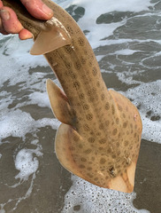 Lesser Guitarfish photo 5