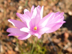 Ixia micrandra