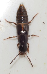 Quedius cinctus