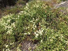 Clematis ligusticifolia