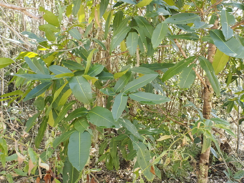 Image of Flindersia bennettii by (c) Lucas Christofides, some rights reserved (CC BY)