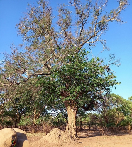 zambezi fig (Ficus bussei)