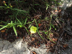Cienfuegosia yucatanensis