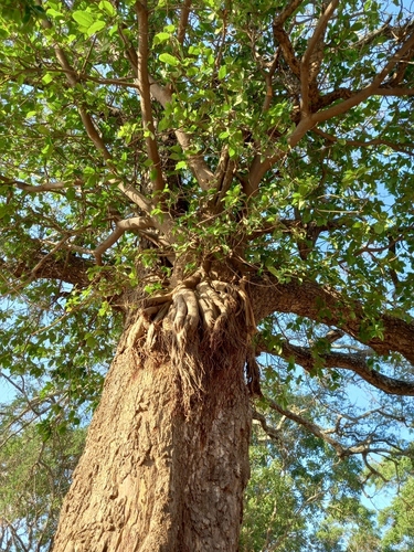 Ficus bussei, photograph 2