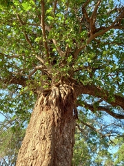 Ficus bussei, photograph (c) i_c_riddell, some rights reserved (CC BY)