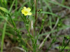 Linum sulcatum